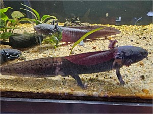Axolotl